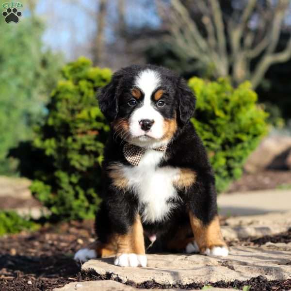 Prince, Bernese Mountain Dog Puppy